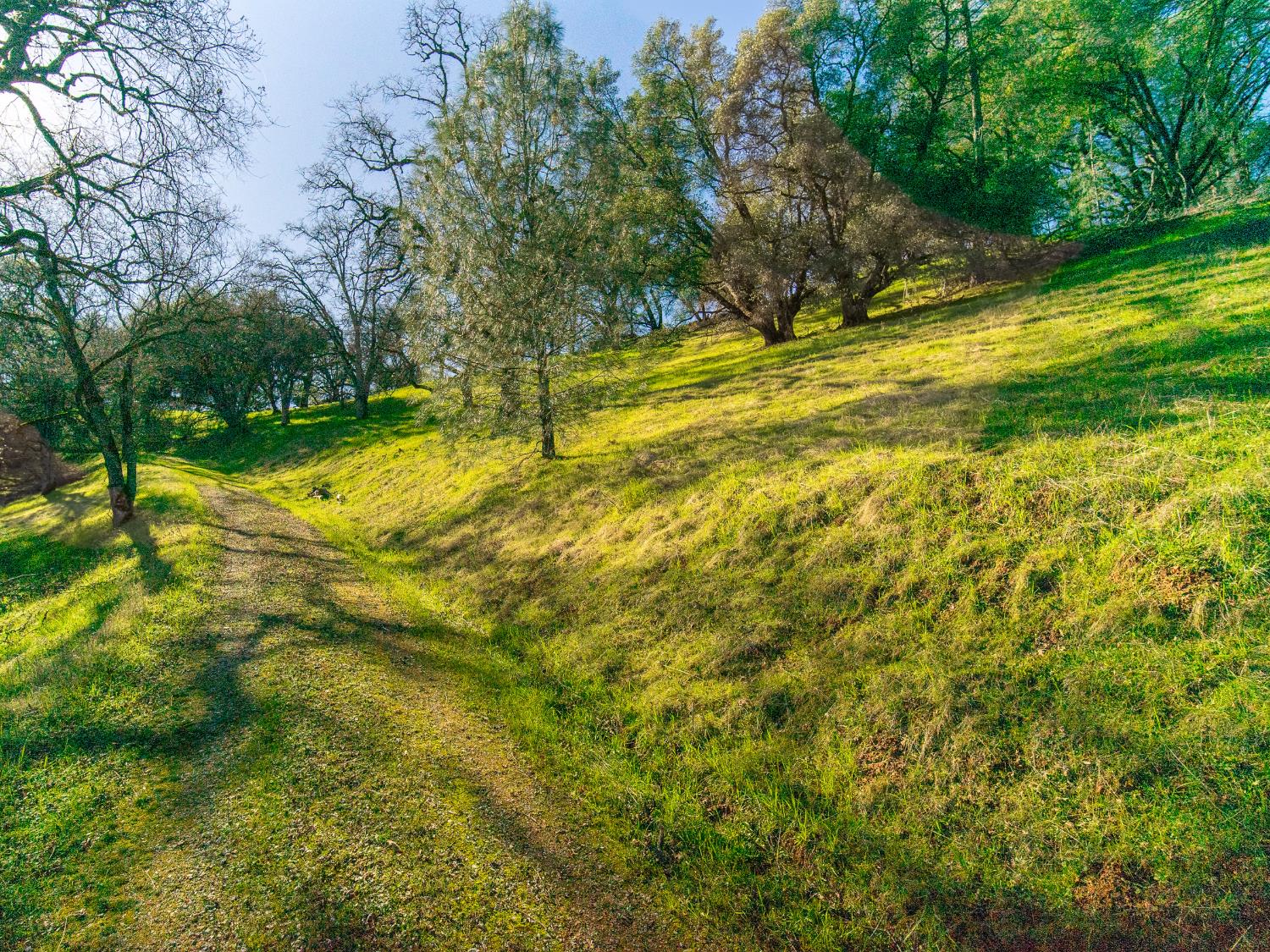 2241 Sand Ridge Road El Dorado, CA 95623 - Photo 4 of 43 a view of a yard with swimming pool