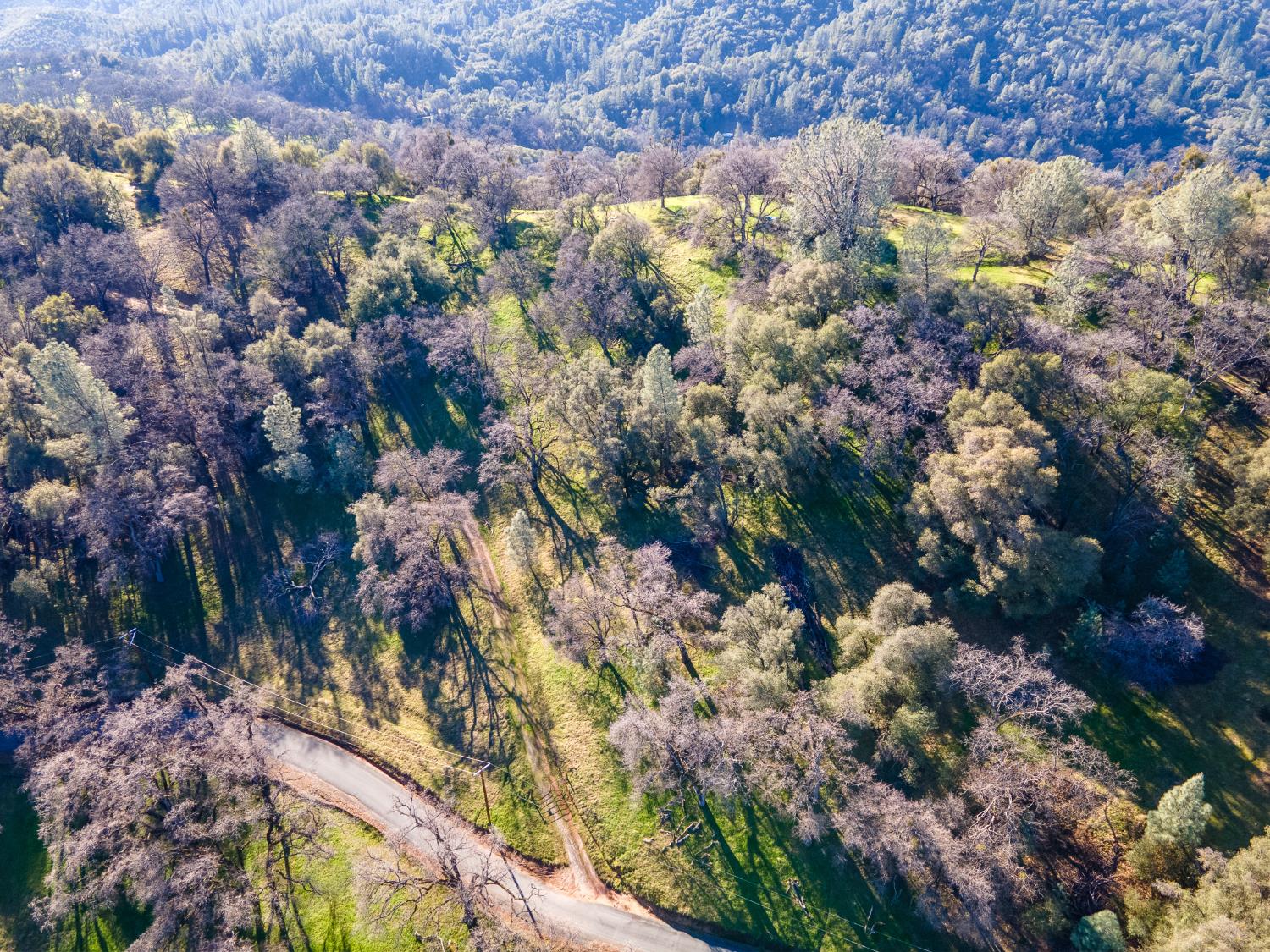 2241 Sand Ridge Road El Dorado, CA 95623 - Photo 43 of 43 a view of a forest