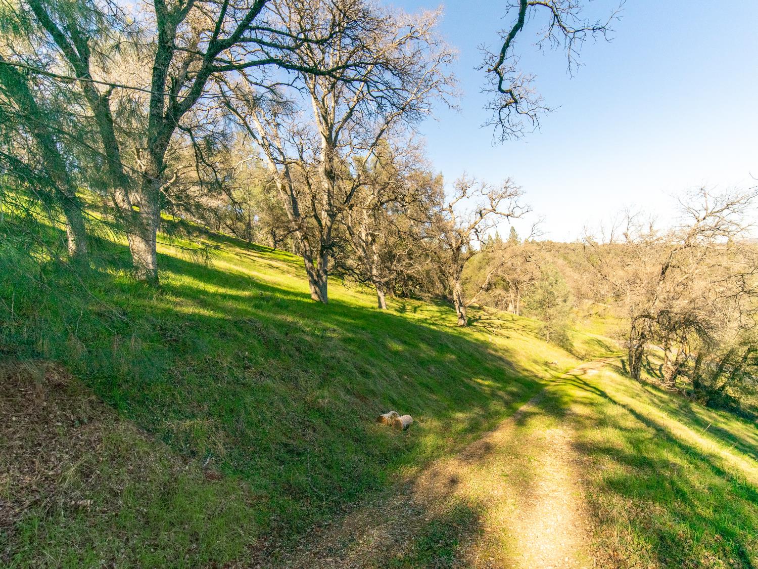 2241 Sand Ridge Road El Dorado, CA 95623 - Photo 7 of 43 a view of yard with large trees