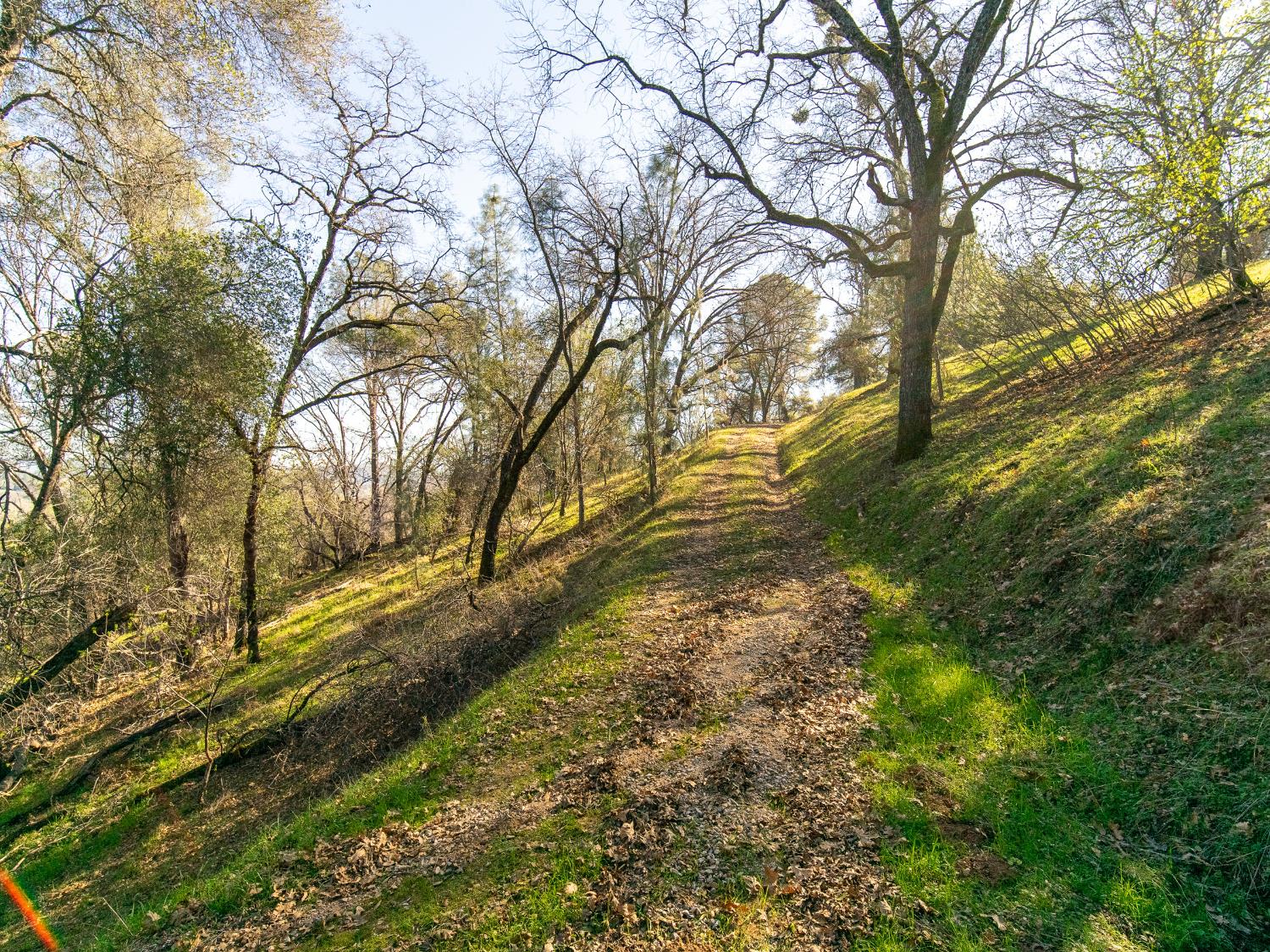 2241 Sand Ridge Road El Dorado, CA 95623 - Photo 8 of 43 a view of a yard with large trees