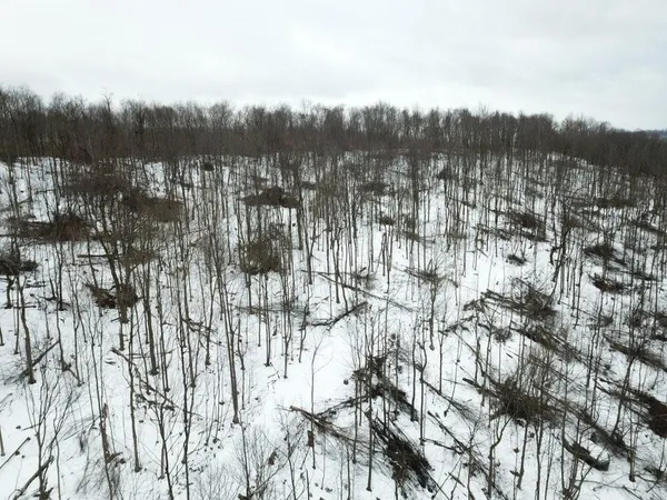 a view of a lot of trees and buildings
