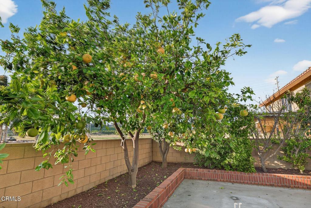 4975 North Buttercreek Road Moorpark, CA 93021 - Photo 39 of 47 Fruit Trees