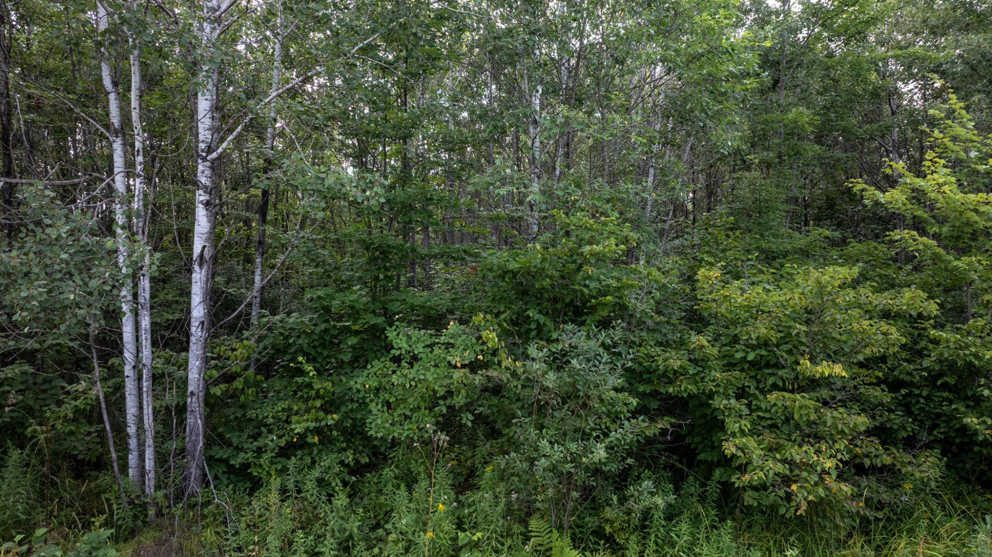 N6606 Rangeline Road Deerbrook, WI 54424 - Photo 19 of 19 Gallery Image 19