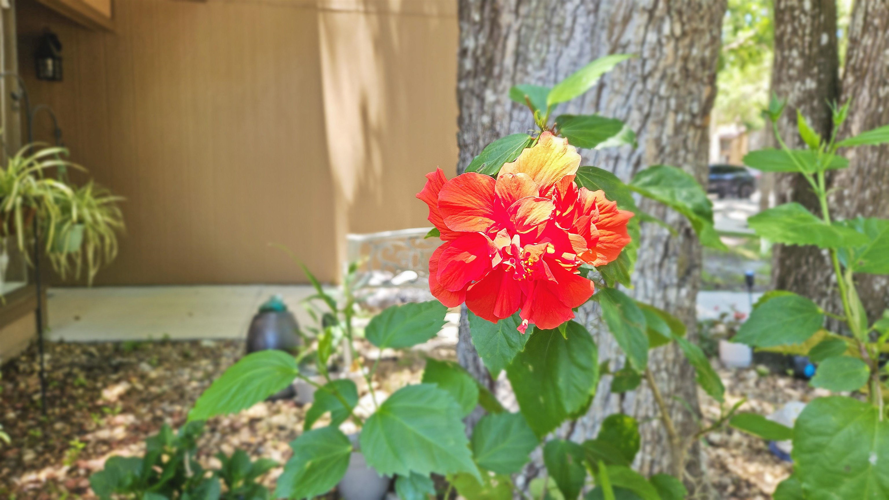 21 Mid Pines Circle Palm Coast, FL 32137 - Photo 4 of 32 a view of a flower