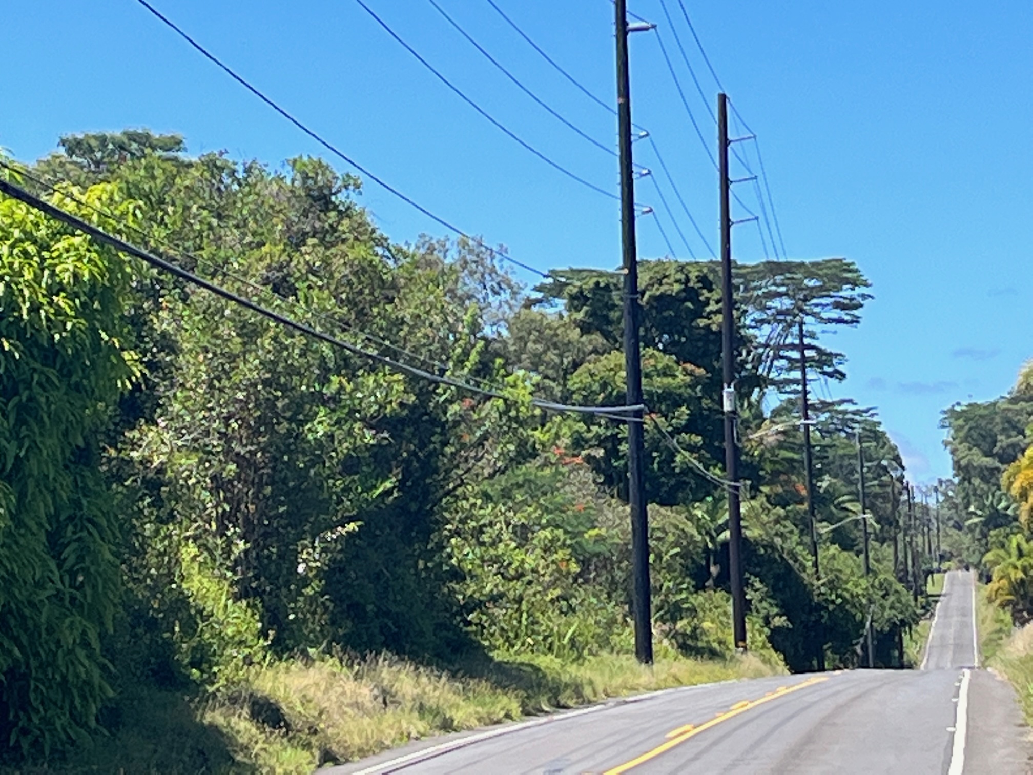 Lot D Akolea Road Hilo, HI 96720 - Photo 13 of 14 a view of a tree in front of a house