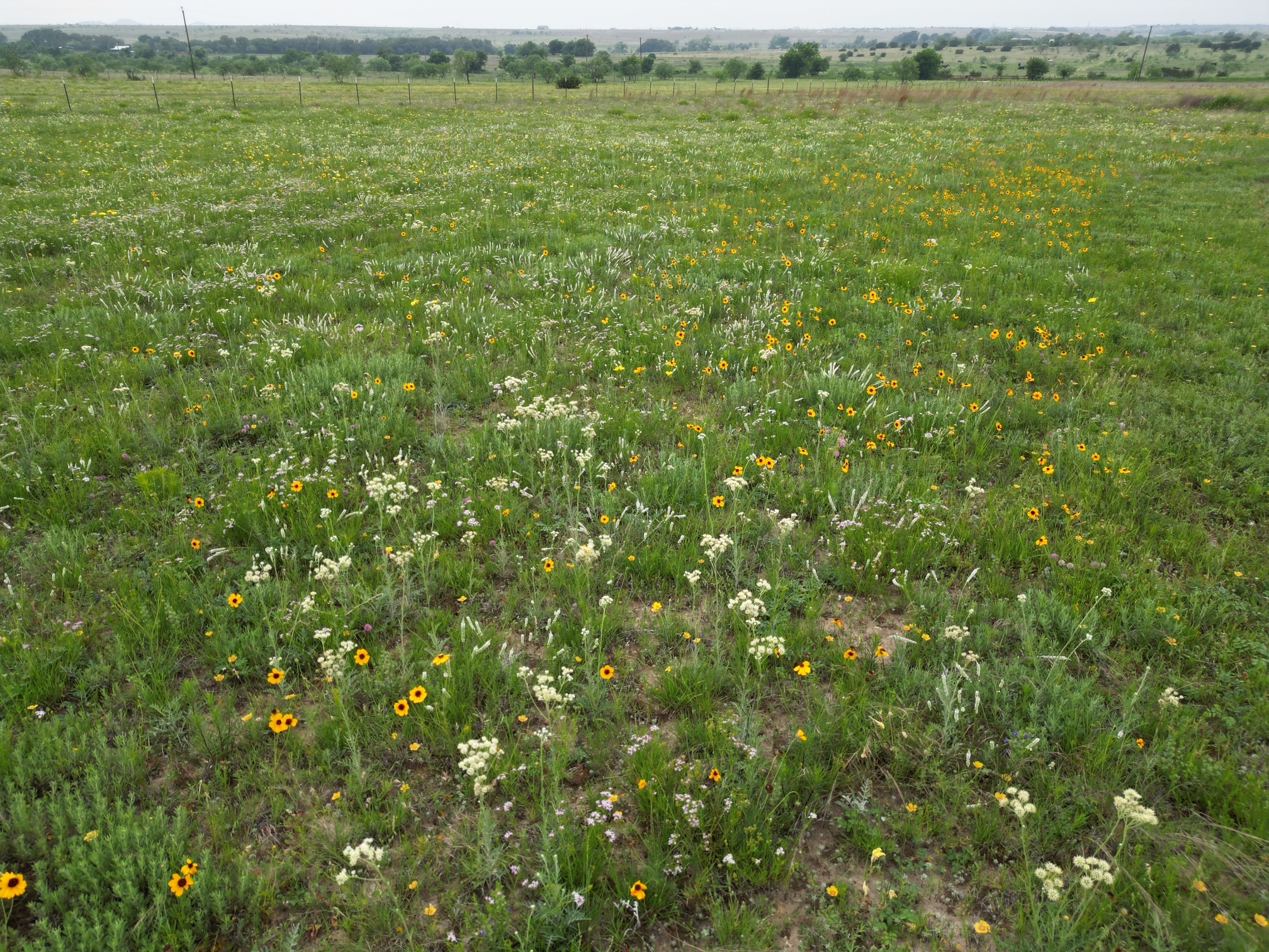 2332 County Road 2109 Lometa, TX 76853 - Photo 14 of 16 a view of a field of grass and trees