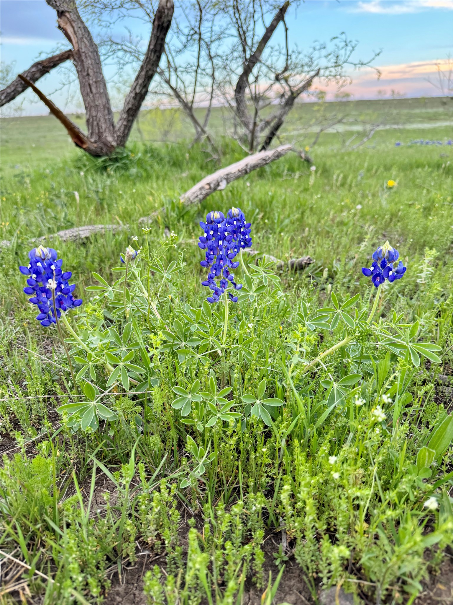 2332 County Road 2109 Lometa, TX 76853 - Photo 8 of 16 a flower garden view