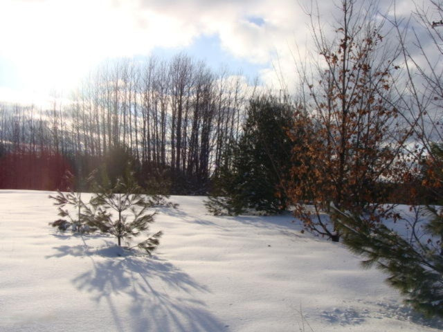 1100 Cool Road Southeast Kalkaska, MI 49646 - Photo 10 of 23 DSC03683