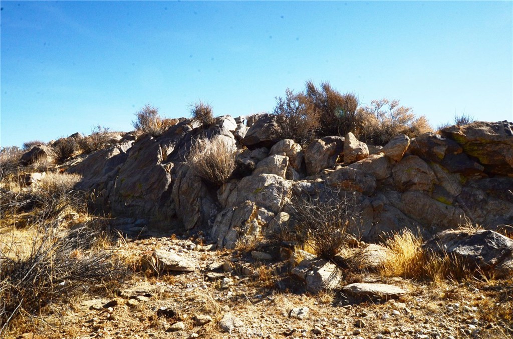 8675 Tortuga Trail Joshua Tree, CA 92252 - Photo 5 of 11 a view of a tree