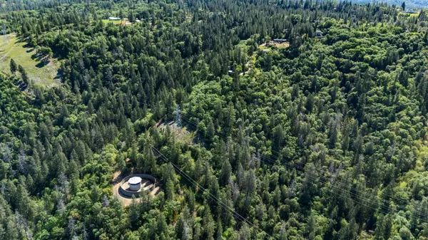 a view of a bird of a tree