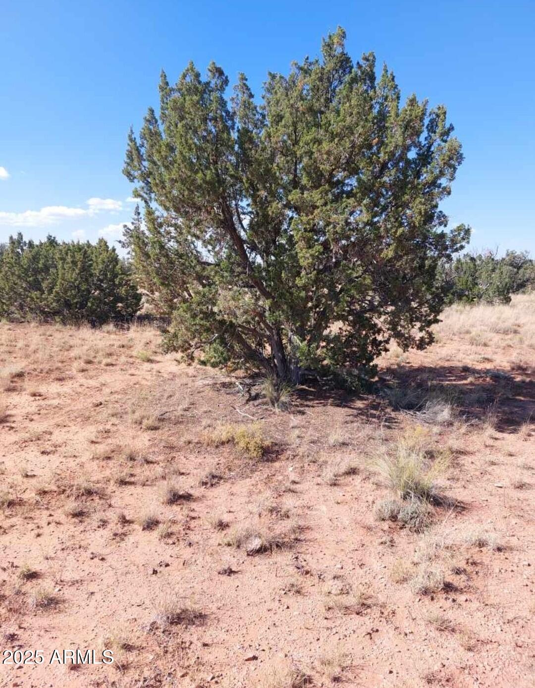 5912 Cow Bell Road, Unit 67 Heber, AZ 85928 - Photo 3 of 4 a view of a yard with a tree