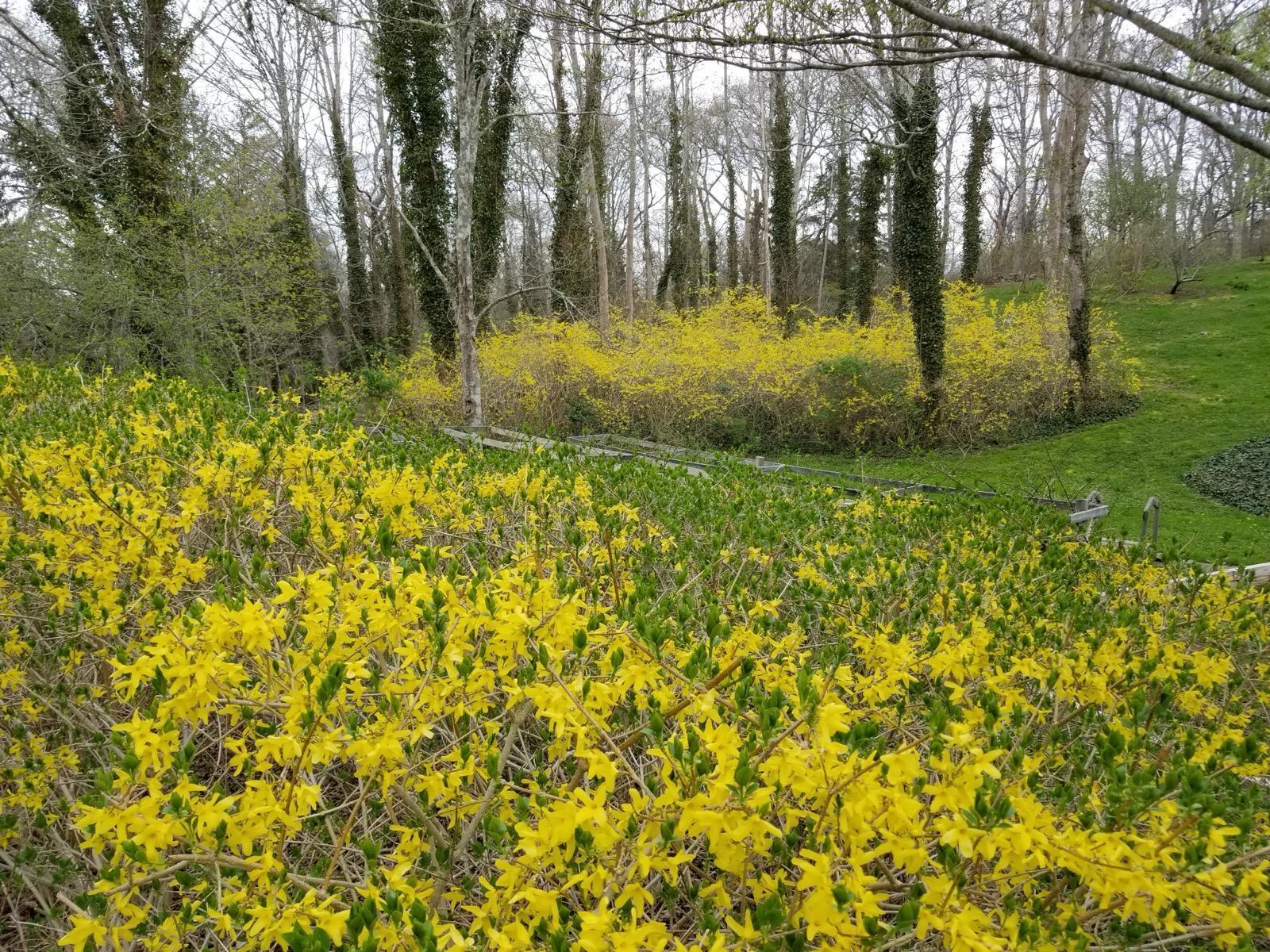 76 Tubman Road Brewster, MA 02631 - Photo 4 of 61 IMG-20250329-WA0003