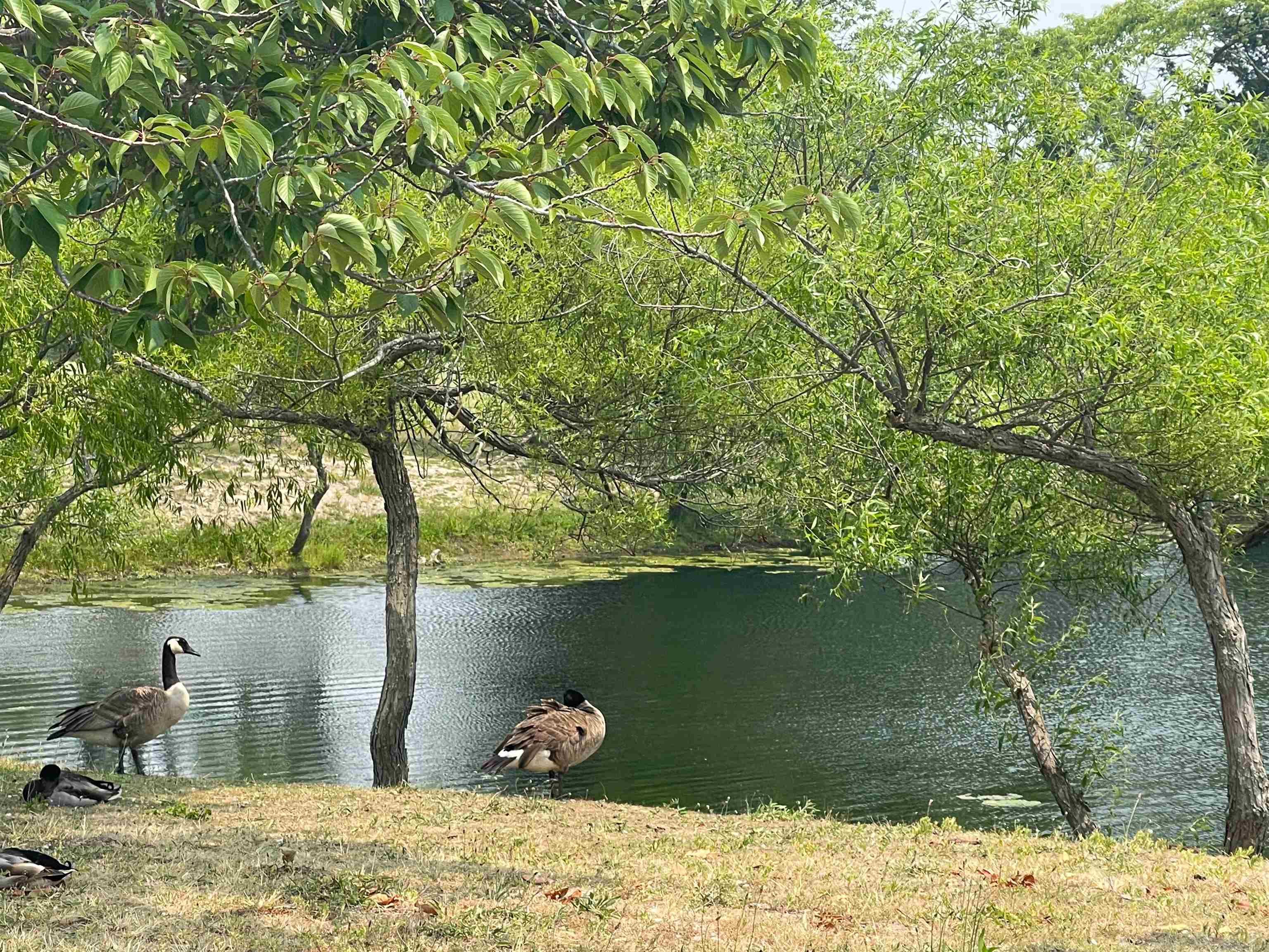 68 Priest Boulevard Rio Grande, NJ 08242 - Photo 27 of 28 a backyard of a house with lots of green space
