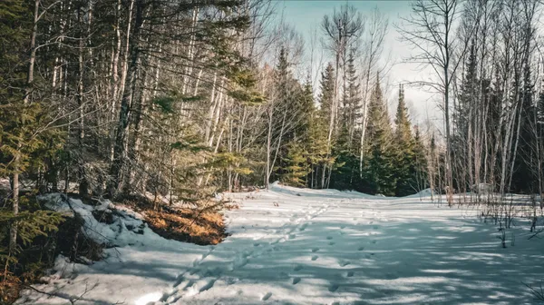 $38,900 | 18 Hwy 115 Tower Mn 55790, Tower, MN 55790