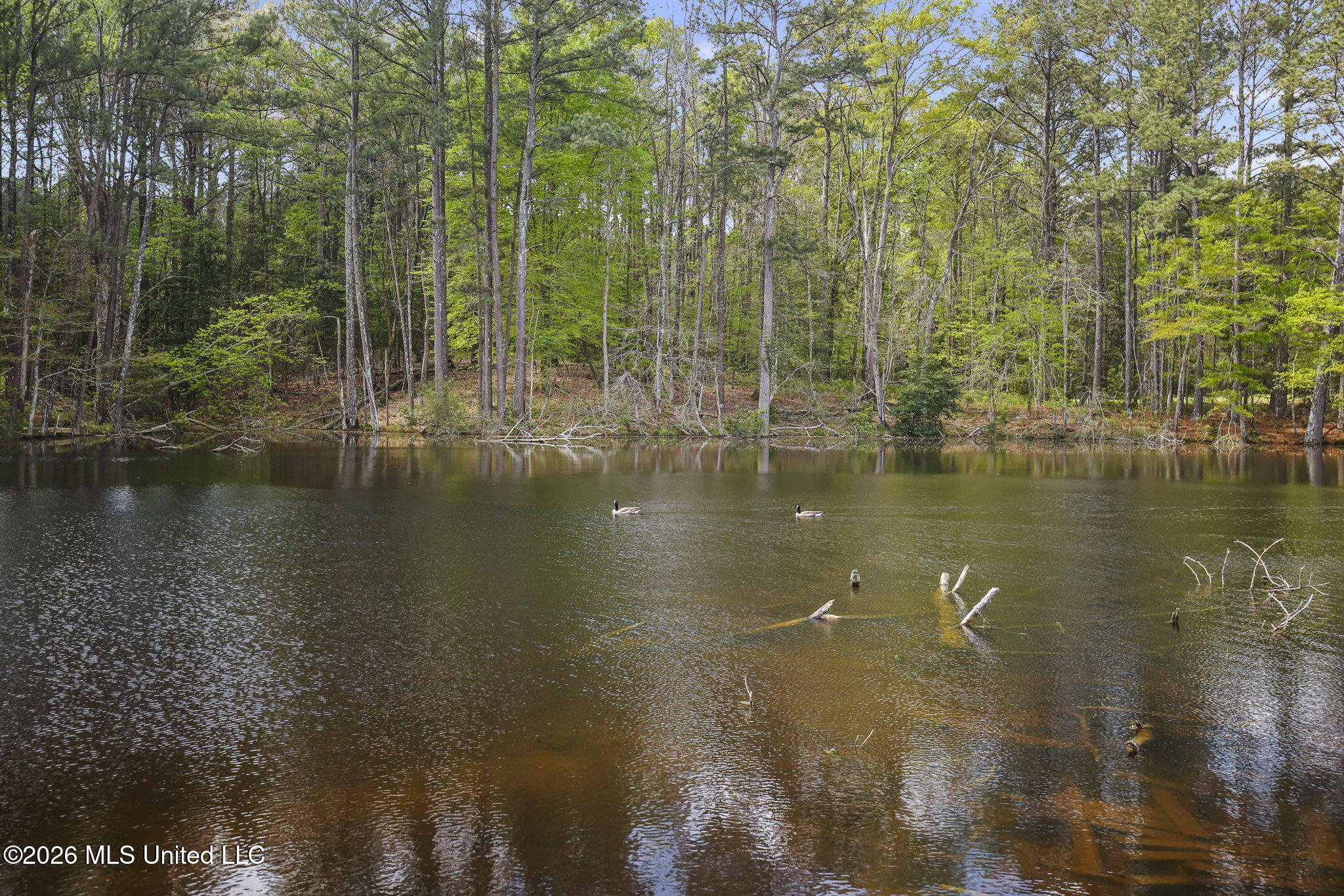 3079 Shiloh Road Pelahatchie, MS 39145 - Photo 57 of 81 57-web-or-mls-3079 Shiloh-57