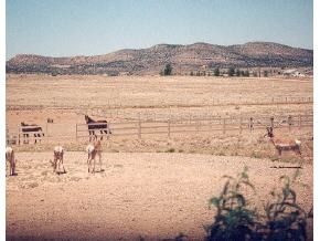 825 North Reed Road Chino Valley, AZ 86323 - Photo 1 of 1 Primary Photo