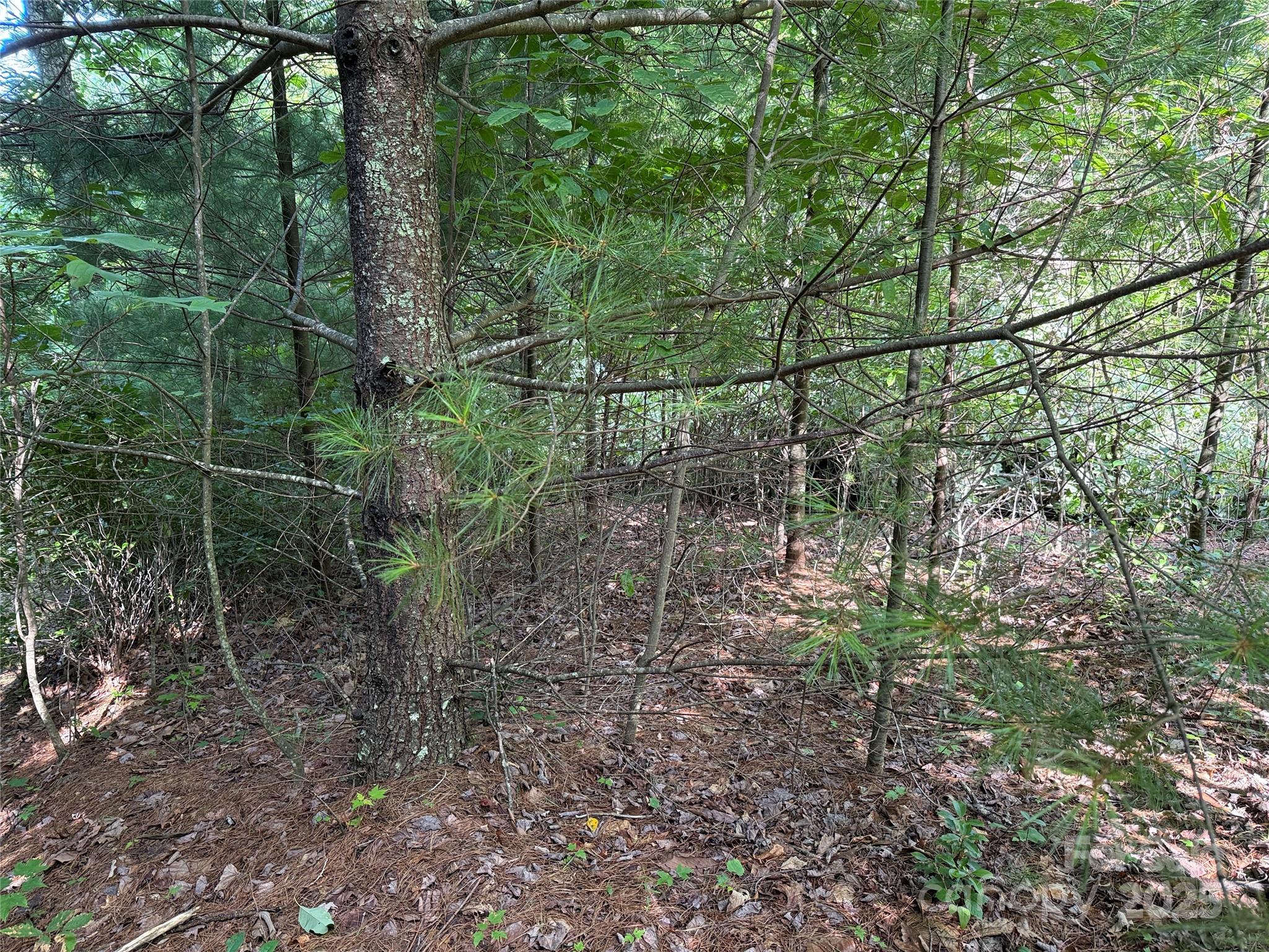 Tbd Casey Mountain Road, Unit 191 & 192 Purlear, NC 28665 - Photo 9 of 45