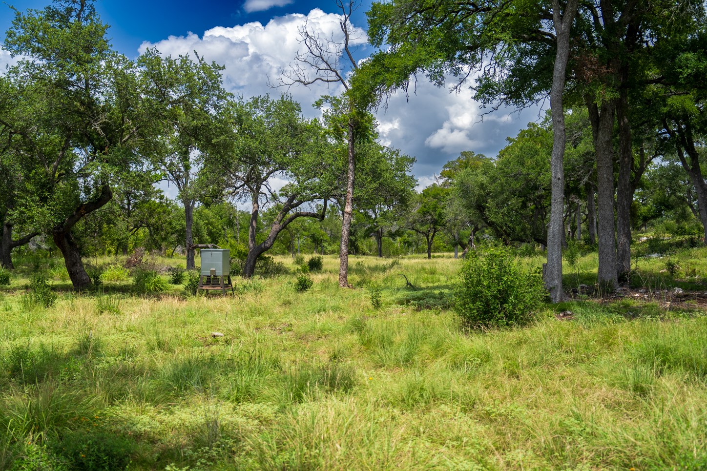 3979 Chimney Valley Road Blanco, TX 78606 - Photo 31 of 38 View of local wilderness