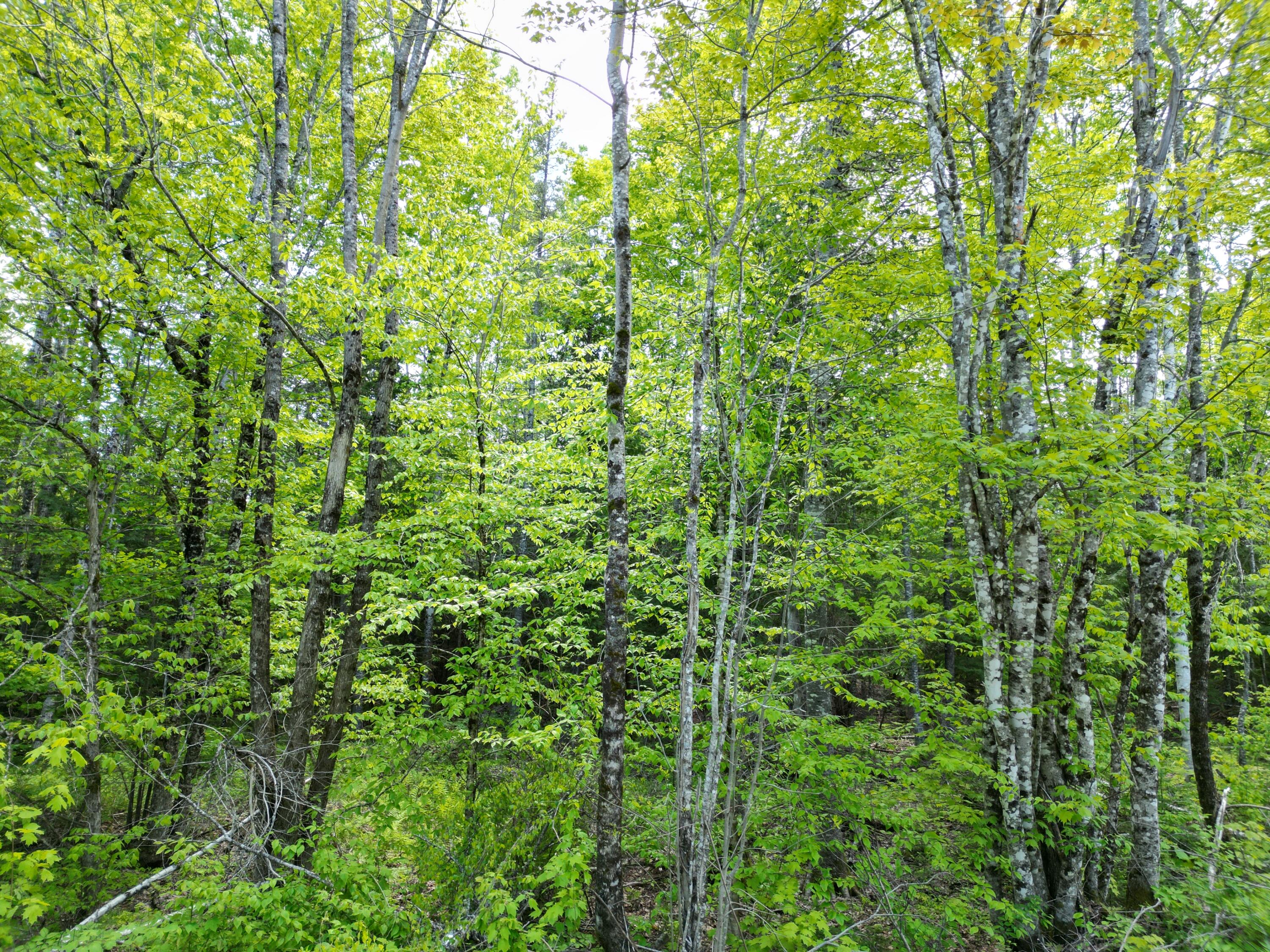 Lot 12-1a Hale Farm Road Lee, ME 04455 - Photo 8 of 14 DJI_0011