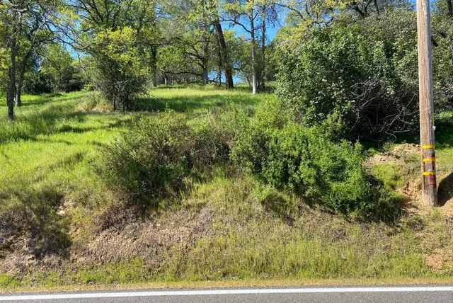 a view of a garden with a tree