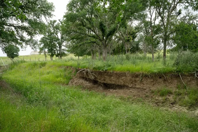 a view of a lush green space