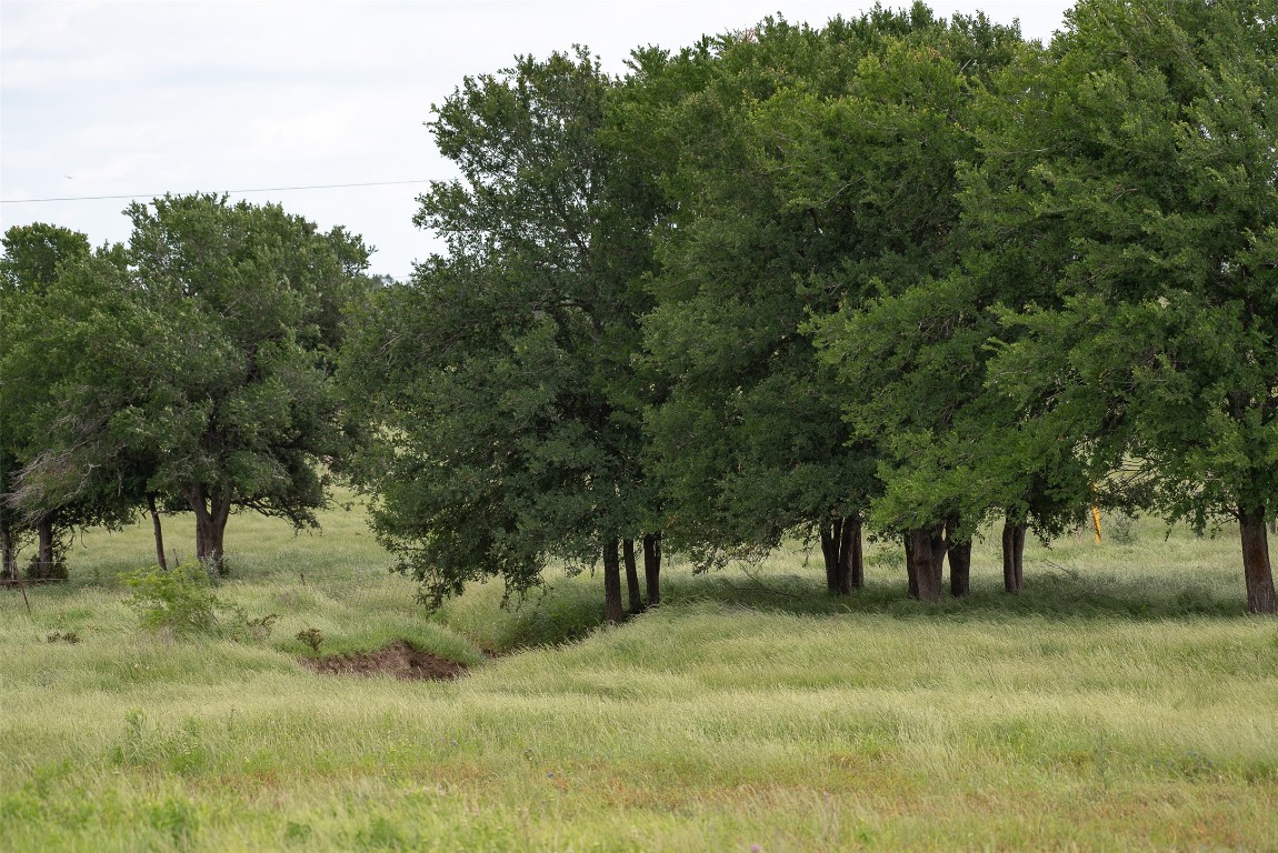 1716 B Cr Coupland, TX 78615 - Photo 16 of 40 a view of some trees in a yard