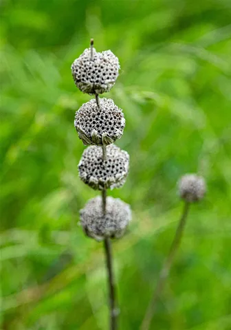 a vase of flowers sitting on a table