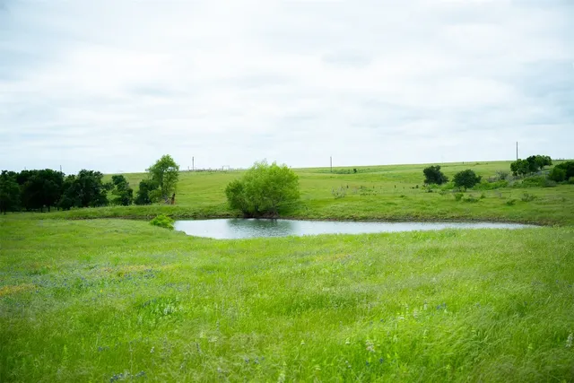 a view of a field of grass and trees