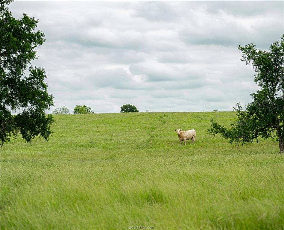 1716 B Cr Coupland, TX 78615 - Photo 3 of 40 a view of a grassy area with an ocean