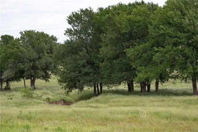 a view of some trees in a yard