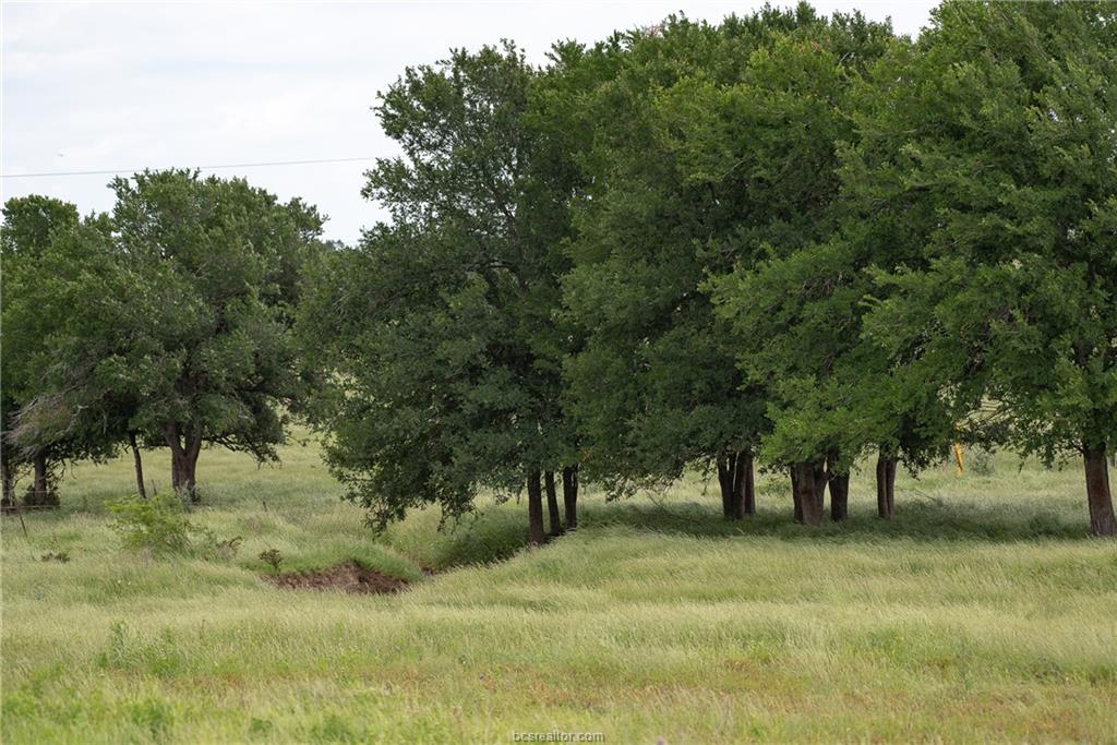 1716 B Cr Coupland, TX 78615 - Photo 39 of 40 a view of some trees in a yard