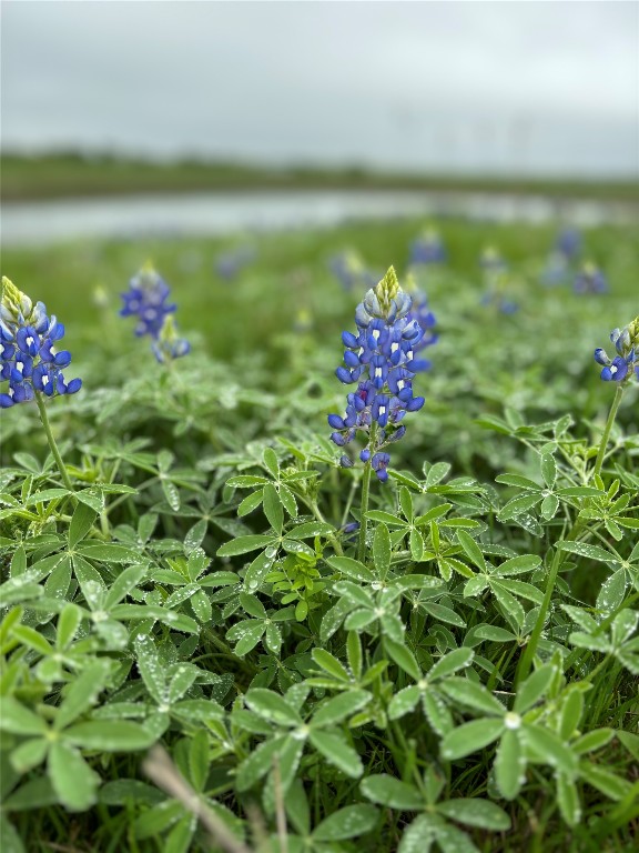 1716 B Cr Coupland, TX 78615 - Photo 5 of 40 a view of a flower