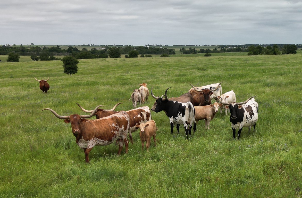 1716 B Cr Coupland, TX 78615 - Photo 10 of 40 a backyard of a house with table and chairs