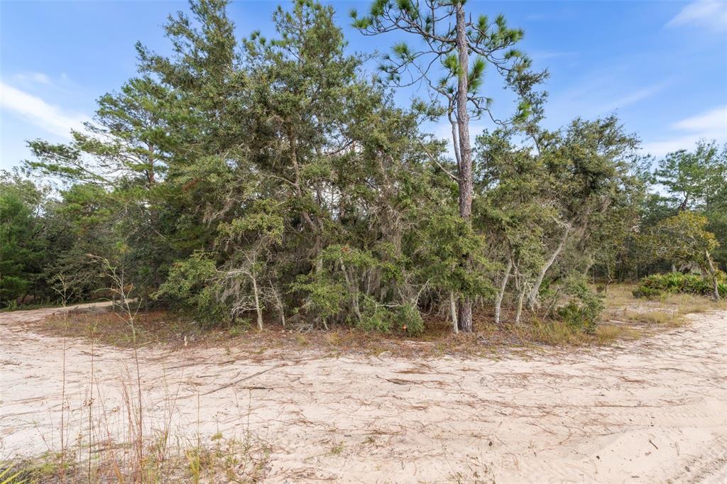 0 Northeast 75th Street Bronson, FL 32621 - Photo 2 of 11 a backyard of a house with lots of trees