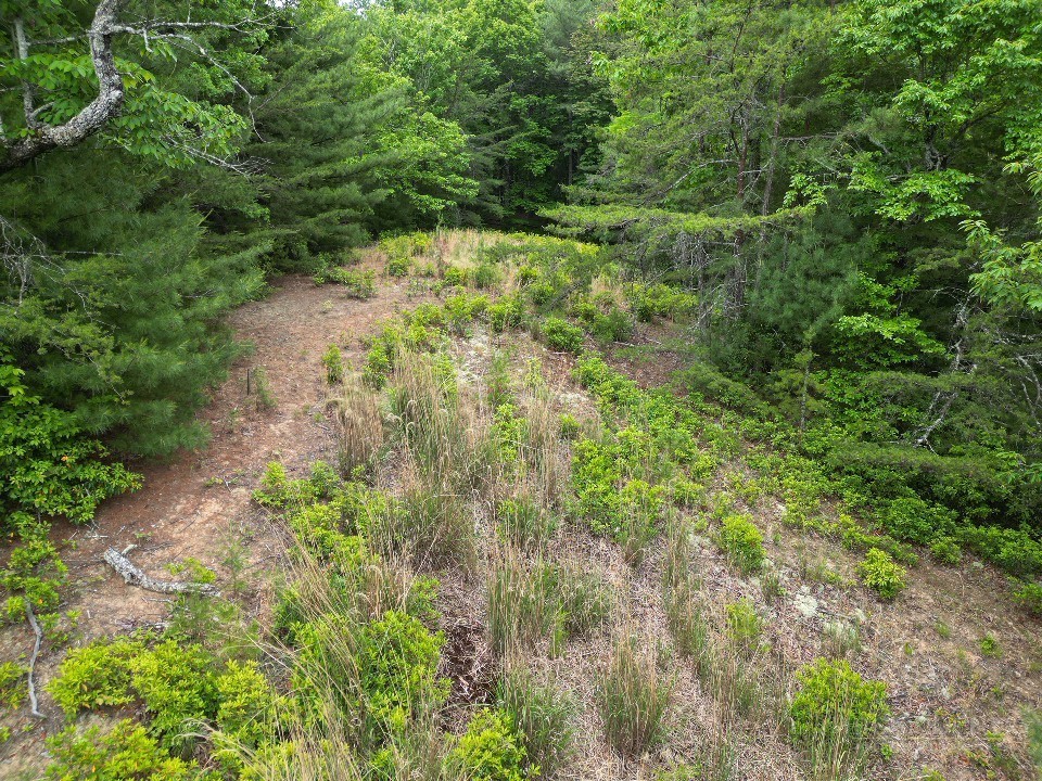 22 Elk Ridge Road Ferguson, NC 28624 - Photo 9 of 16 a view of a lush green forest