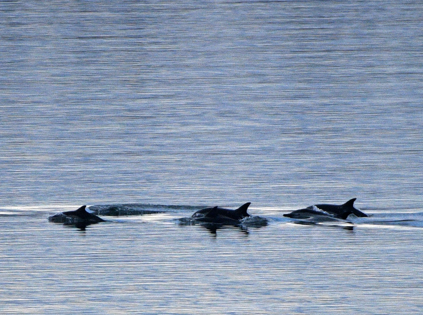 77 Johnson Street Lubec, ME 04652 - Photo 40 of 52 Common Dolphins