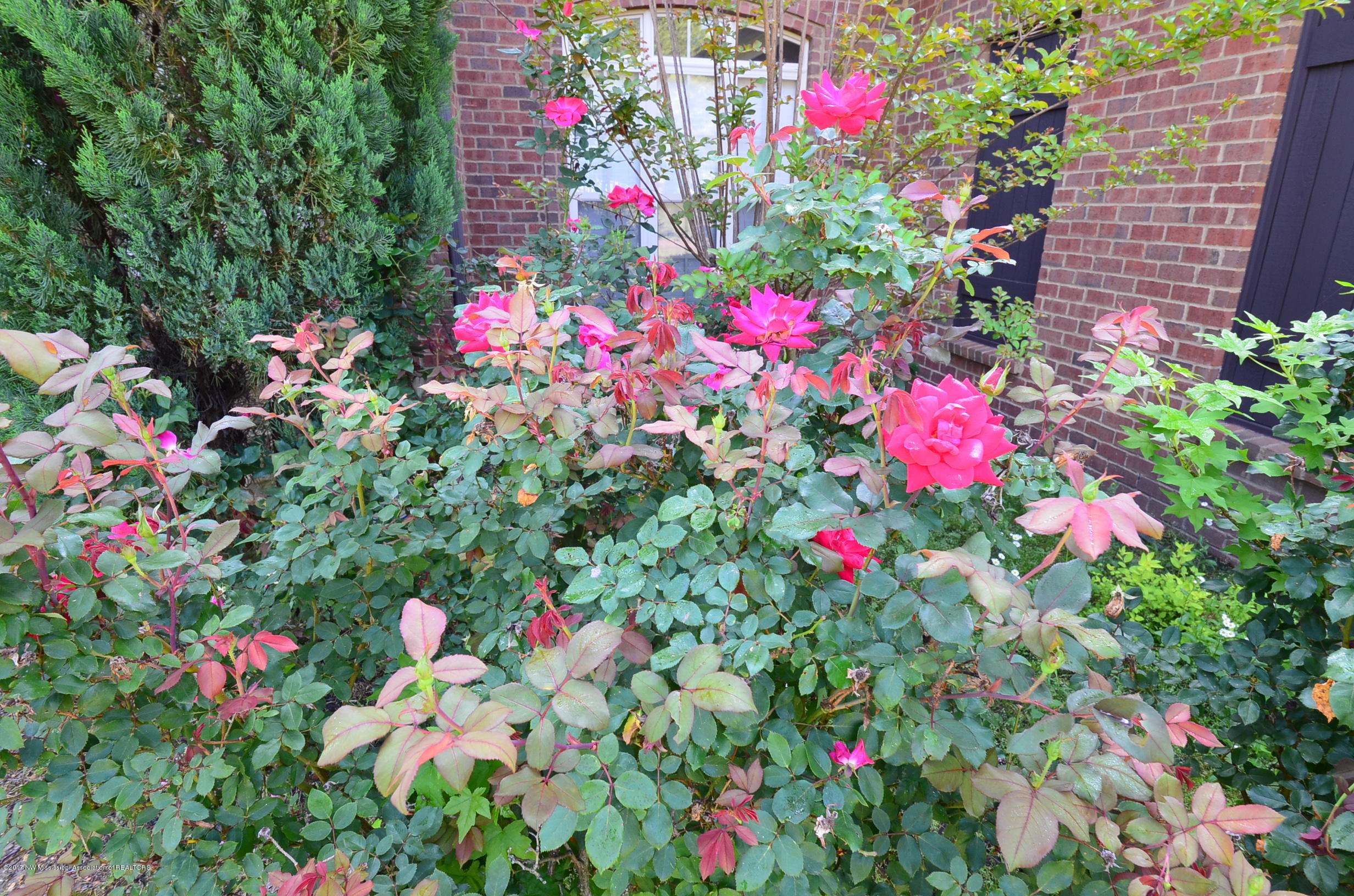 1664 Southern Rdg Trail Olive Branch, MS 38654 - Photo 3 of 30 Roses