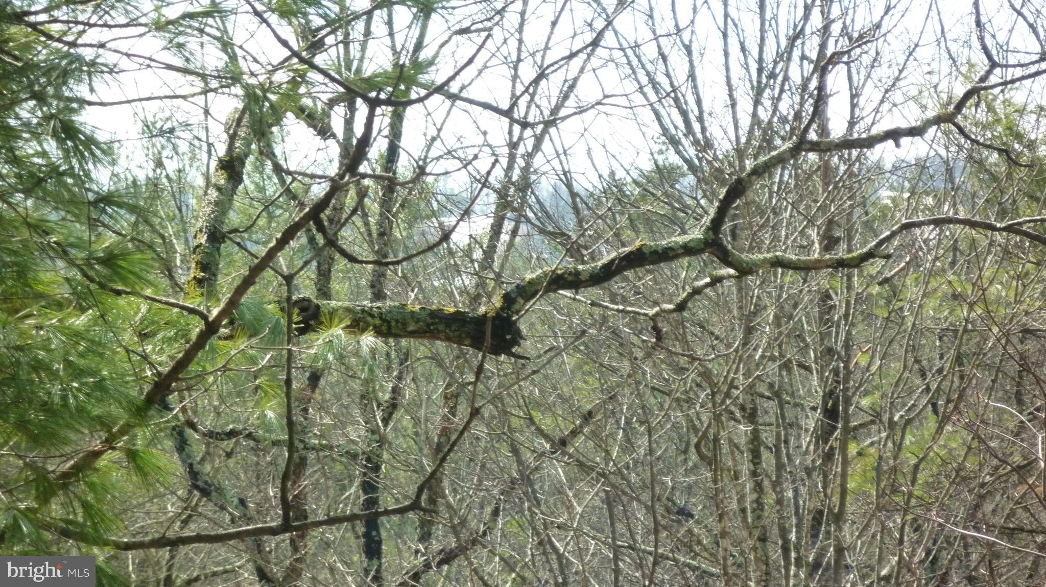 51 Forrest Street Basye, VA 22810 - Photo 5 of 27 a backyard of a house with lots of green space