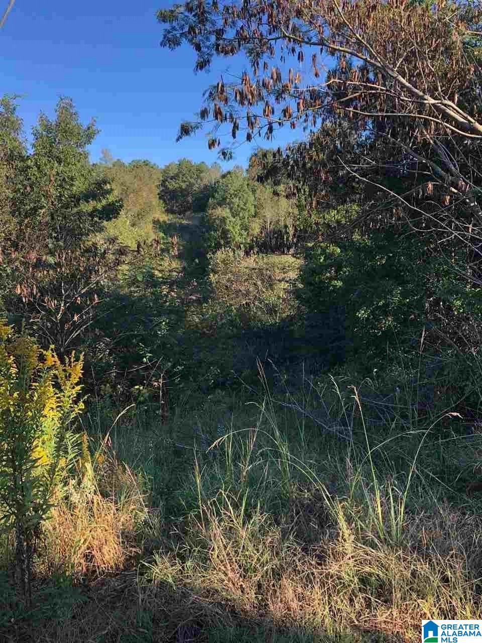 35-acres Springville Boulevard, Unit O Springville, AL 35146 - Photo 1 of 1