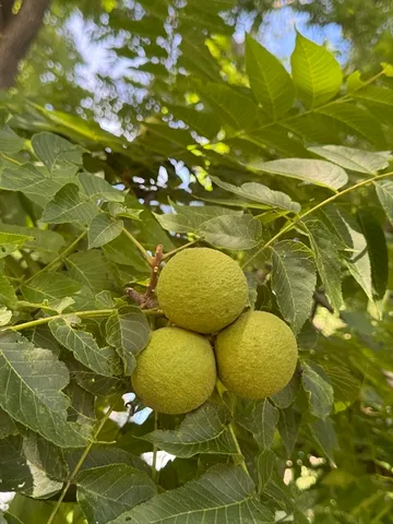 a view of a basket ball court