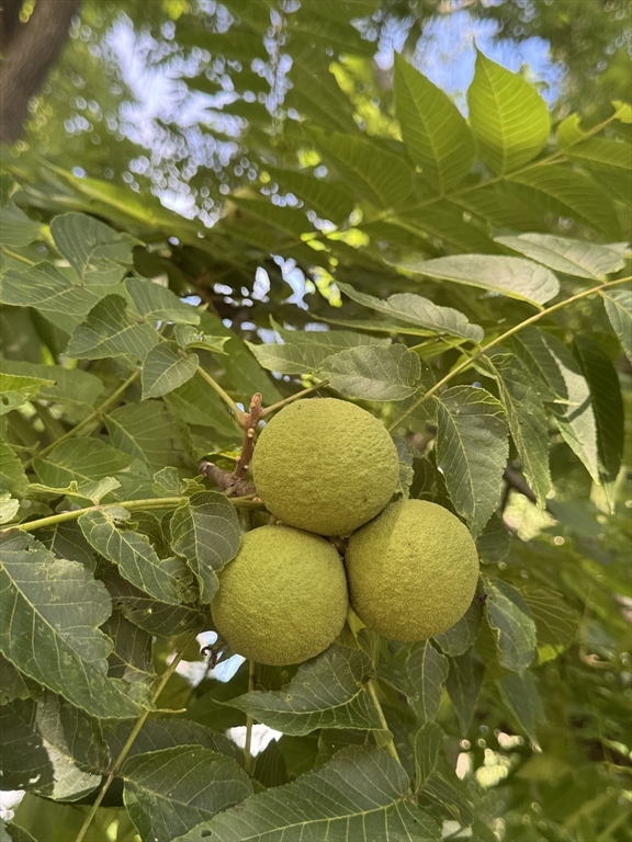 9 Breezy Point Road Acton, MA 01720 - Photo 36 of 37 a view of a basket ball court