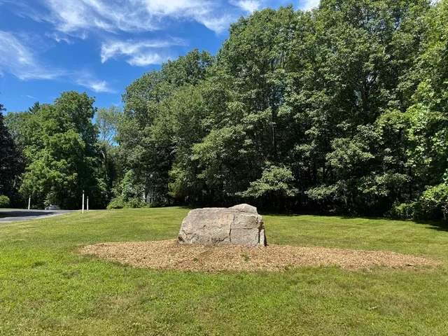 a view of a tree in a yard