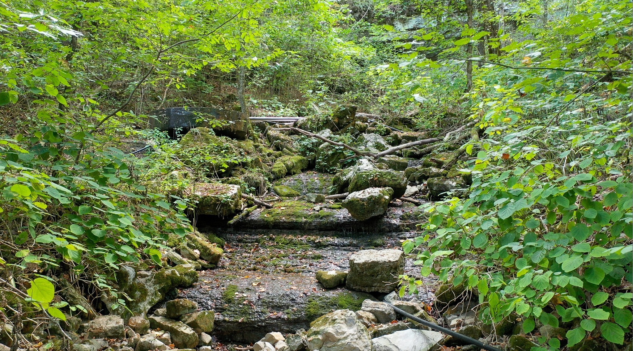 a view of a lush green forest with lots of bushes