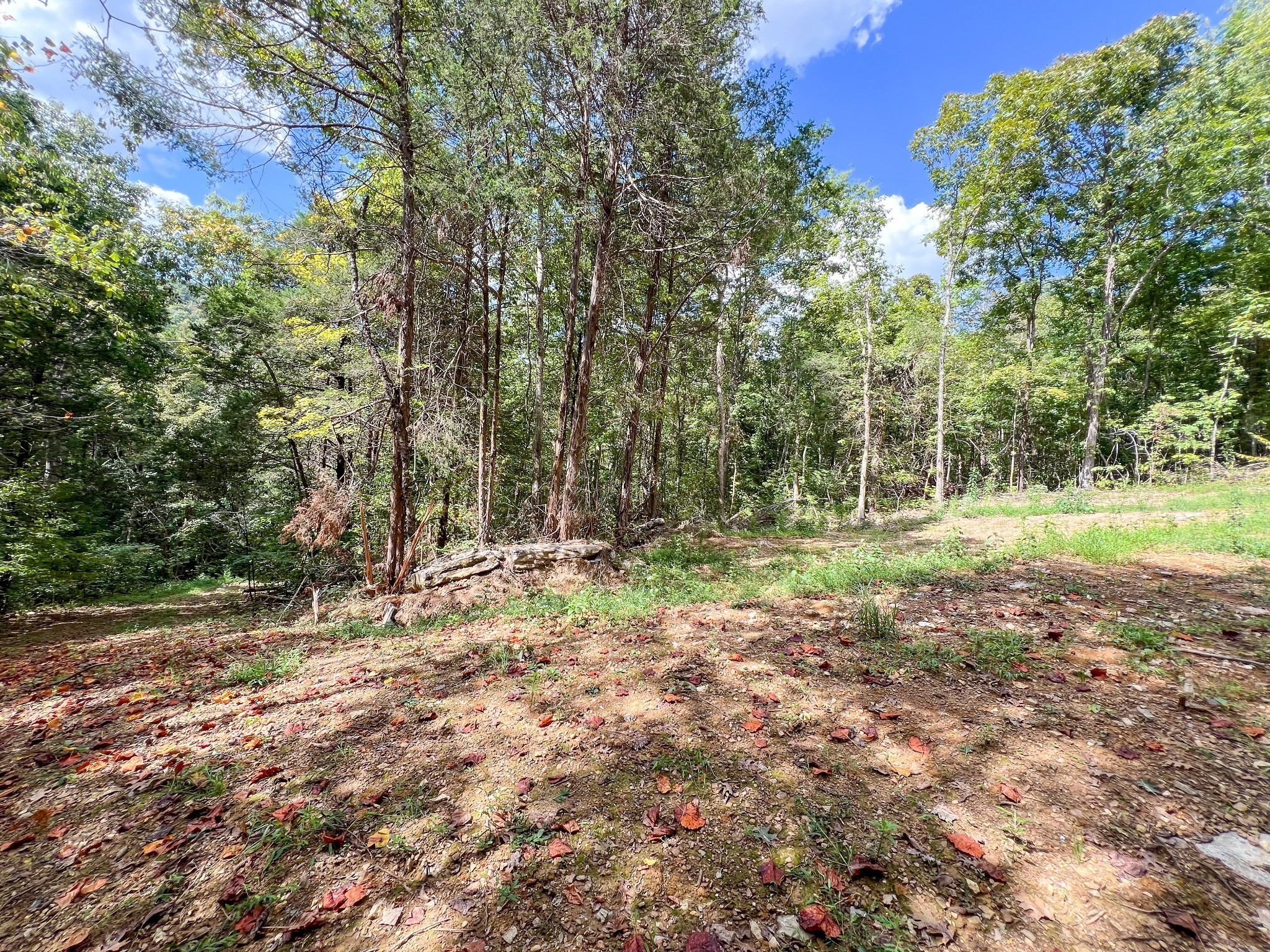 7659 Burks Road Christiana, TN 37037 - Photo 12 of 32 a view of outdoor space with trees