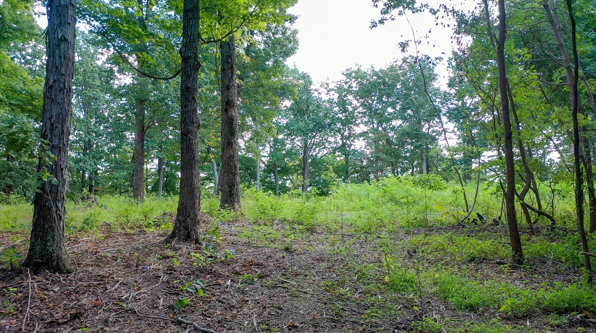 7659 Burks Road Christiana, TN 37037 - Photo 17 of 32 a view of a forest that has large trees