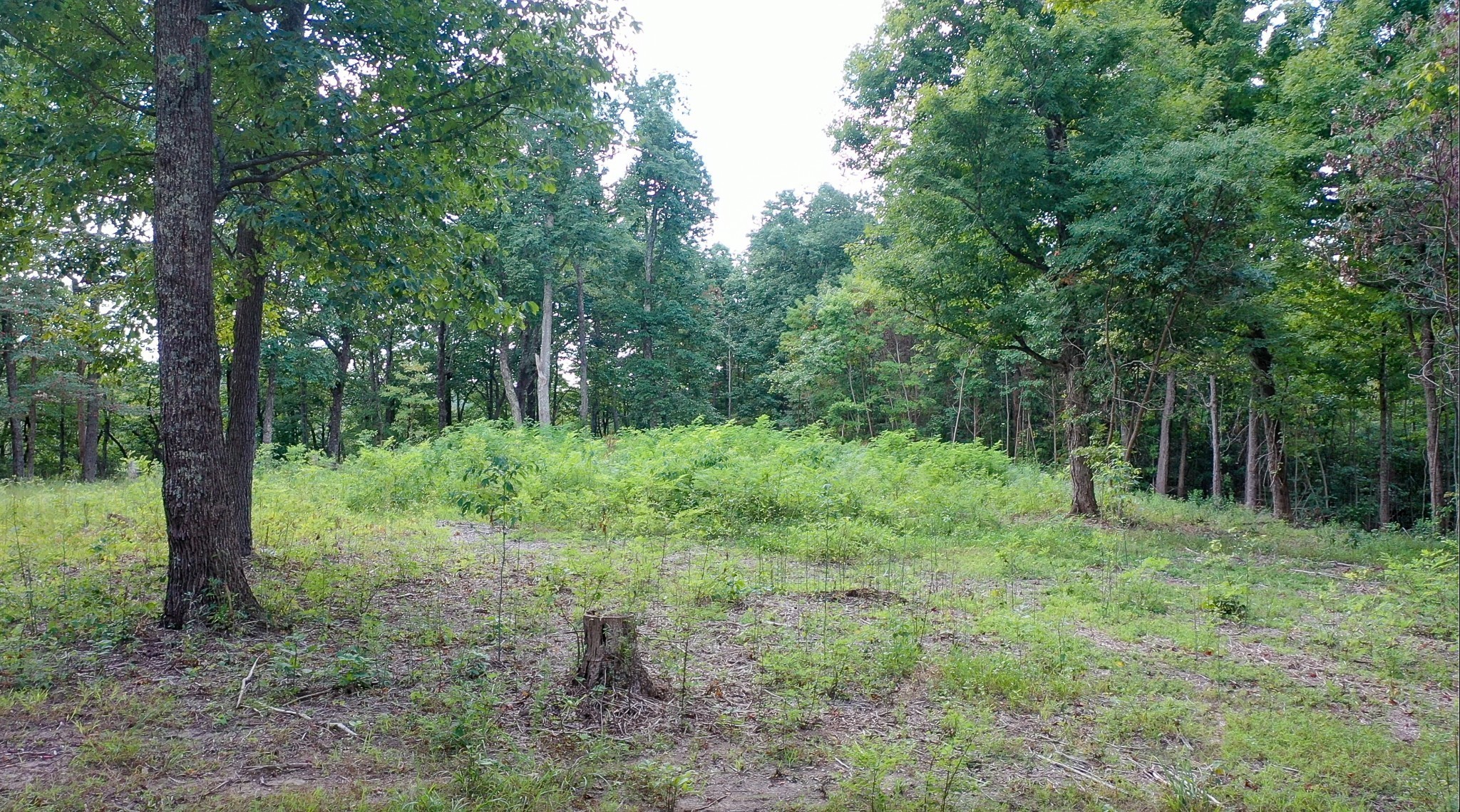 7659 Burks Road Christiana, TN 37037 - Photo 26 of 32 a large yard with lots of green space and house in the back