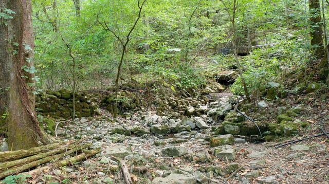 a view of a forest with a tree