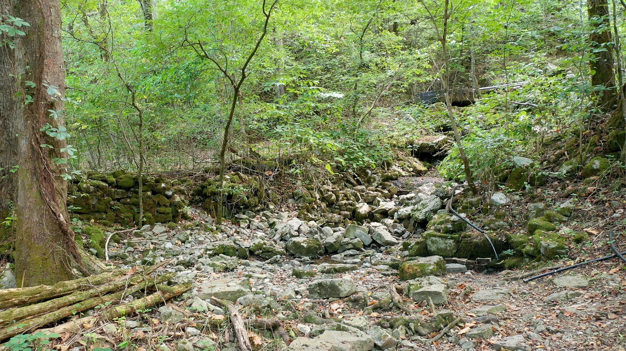 7659 Burks Road Christiana, TN 37037 - Photo 30 of 32 a view of a forest with a tree