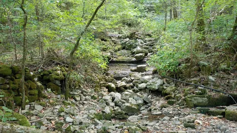 a view of a forest with a tree