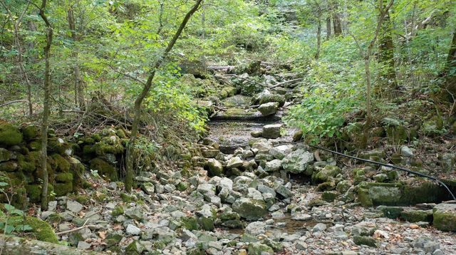 a view of a forest with a tree